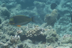 Acanthurus lineatus
