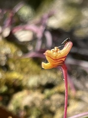 Dendrobium striolatum