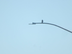 Corvus brachyrhynchos