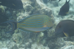 Acanthurus lineatus