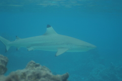 Carcharhinus melanopterus