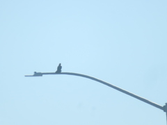 Corvus brachyrhynchos