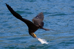 Fregata magnificens