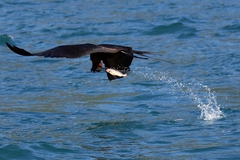 Fregata magnificens