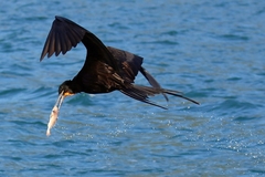 Fregata magnificens