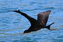 Fregata magnificens