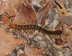 Ethmostigmus rubripes