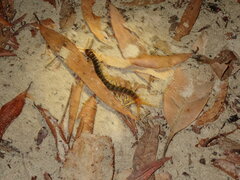 Ethmostigmus rubripes