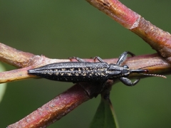 Rhinotia lineata