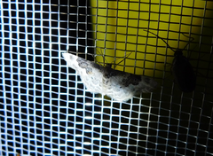 Idaea rusticata