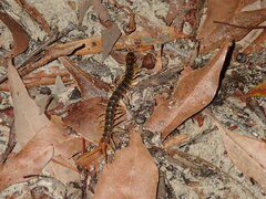 Ethmostigmus rubripes