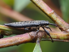 Rhinotia lineata