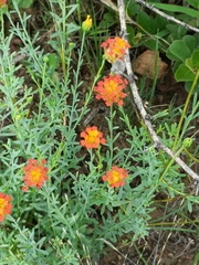 Lasiosiphon rubescens