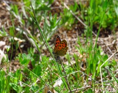 Lycaena bleusei
