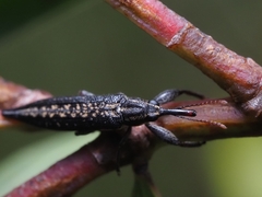 Rhinotia lineata