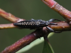 Rhinotia lineata