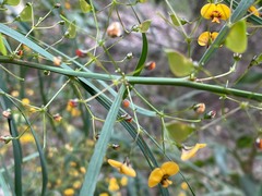 Daviesia wyattiana