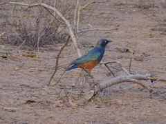 Lamprotornis pulcher