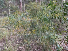 Daviesia wyattiana