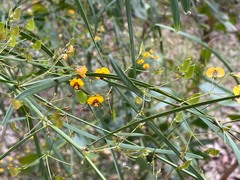 Daviesia wyattiana
