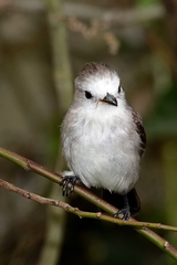 Arundinicola leucocephala