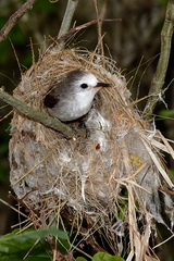 Arundinicola leucocephala
