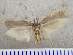 Myrascia