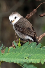 Arundinicola leucocephala