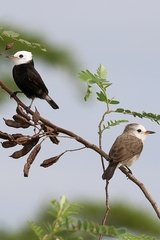 Arundinicola leucocephala