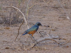Lamprotornis pulcher