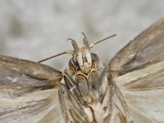 Myrascia