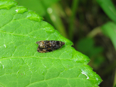 Endothenia ustulana