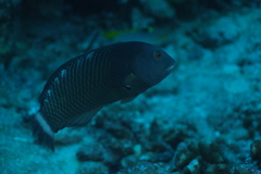 Novaculichthys taeniourus