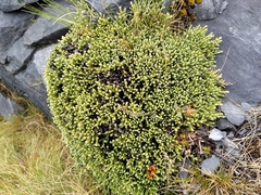 Helichrysum intermedium