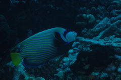 Pomacanthus imperator