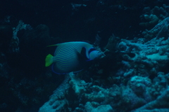 Pomacanthus imperator