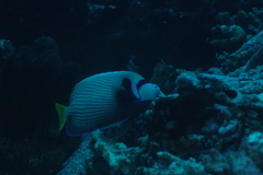 Pomacanthus imperator