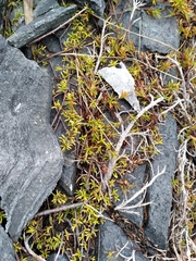 Coprosma cheesemanii