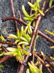 Coprosma cheesemanii