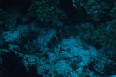 Monotaxis heterodon