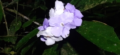 Brunfelsia grandiflora