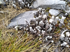 Leucogenes grandiceps