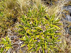 Celmisia spectabilis