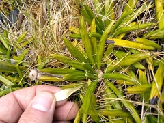 Celmisia spectabilis