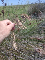 Bromus auleticus