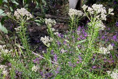 Ozothamnus diosmifolius