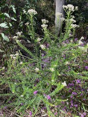 Ozothamnus diosmifolius