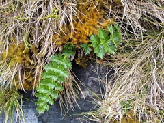 Anisotome pilifera