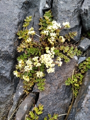 Gingidia decipiens