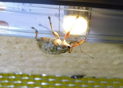 Curculio pellitus